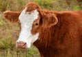 The Guernsey is a breed of dairy cattle