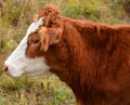 The Guernsey is a breed of dairy cattle