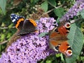 Guernsey butterflies peacock and red admiral together