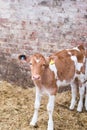Guernsey calf Royalty Free Stock Photo