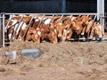 Guernsey cattle in cowshed