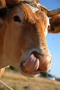 A Guernsey Cow 1 Royalty Free Stock Photo