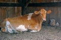 Guernsey cow