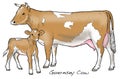 Guernsey Cow