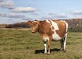 Guernsey cow Royalty Free Stock Photo