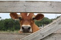 Curious Jersey cow looks through the fence Royalty Free Stock Photo