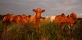 The Guernsey Cow Royalty Free Stock Photo