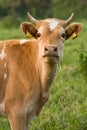 The Guernsey Cow Royalty Free Stock Photo