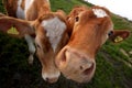 The Guernsey Cow Royalty Free Stock Photo