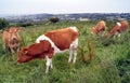 Guernsey cows on farmland hillside in Guernsey Royalty Free Stock Photo