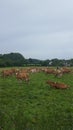 Guernsey Cows, Guernsey Channel Islands Royalty Free Stock Photo