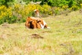 Guernsey breed of cows lying down in a field in Worcestershire, UK Royalty Free Stock Photo