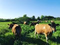 Guernsey Cows Royalty Free Stock Photo