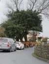 Guernsey Cows Traffic Jam, Guernsey Channel Islands Royalty Free Stock Photo