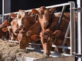 Guersney cattle in cowshed Royalty Free Stock Photo