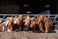 Guersney cattle in cowshed