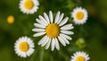 Guess the daisy chamomile flower with flying petals Royalty Free Stock Photo