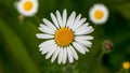 Guess the daisy chamomile flower with flying petals Royalty Free Stock Photo