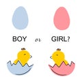 Guessing baby gender sex. Boy or girl predicting in pregnancy. Two chick in blue and pink shell. Baby shower. Announcement and