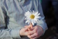 Guessing on a camomile .He Loves Me, He Loves Me Not . Daisy flower in a child hand . Close up woman hand tears off petals of Royalty Free Stock Photo