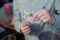 Guessing on a camomile .He Loves Me, He Loves Me Not . Daisy flower in a child hand . Close up woman hand tears off petals of Royalty Free Stock Photo