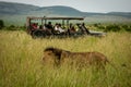 Guests in truck watch lion walk past