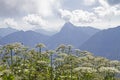 Guffert with hemlock plants Royalty Free Stock Photo