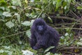 Guhonda junior, son of the largest Silverback in Rwanda Royalty Free Stock Photo