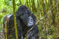 Guhonda the largest Silverback Gorilla in Rwanda Royalty Free Stock Photo