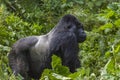 Guhonda Silverback Gorilla full size Portrait