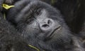 Guhonda Silverback Gorilla full size Portrait Royalty Free Stock Photo