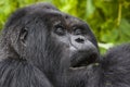 Guhonda Silverback Gorilla full size Portrait