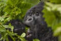 Guhonda Silverback Gorilla Portrait