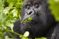 Guhonda Silverback Gorilla Portrait