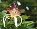 Guiana Chestnut Flower