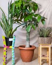 Guiana Chestnut Malvaceae, money tree ,Sansevieria trifasciata Laurentii - Variegated Snake Plant