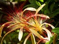 Guiana Chestnut (Pachira aquatica) Royalty Free Stock Photo