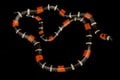 Guiana`s ribbon coral snake Micrurus lemniscatus