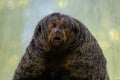 Guianan saki, golden-faced saki monkey Royalty Free Stock Photo