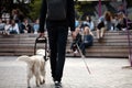 Guide dog helping blind person with long cane walking in city