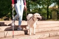 Guide dog helping blind person with long cane going down stairs Royalty Free Stock Photo