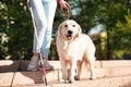 Guide dog helping blind person with long cane going down stairs Royalty Free Stock Photo