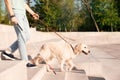 Guide dog helping blind person with long cane going down stairs outdoors Royalty Free Stock Photo