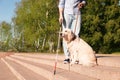 Guide dog helping blind person with long cane going down stairs outdoors Royalty Free Stock Photo