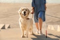Guide dog helping blind person with long cane going up stairs Royalty Free Stock Photo