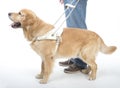 Guide dog isolated on white Royalty Free Stock Photo