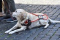 Guide dog waits patiently with his handicapped man Royalty Free Stock Photo