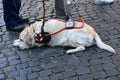 Guide dog waits patiently with his handicapped man Royalty Free Stock Photo