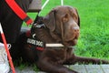 Guide Dog Royalty Free Stock Photo