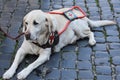 Guide dog waits patiently with his handicapped man Royalty Free Stock Photo